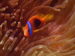 Great Barrier Reef Australia. c5060 tetra housing by Joshua Miles 